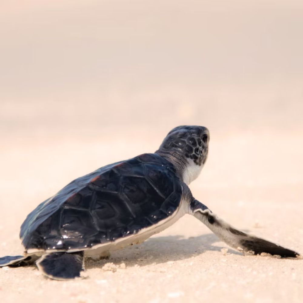 Turtle Watching visit from Villa Tandrra Tangalle Sri Lanka