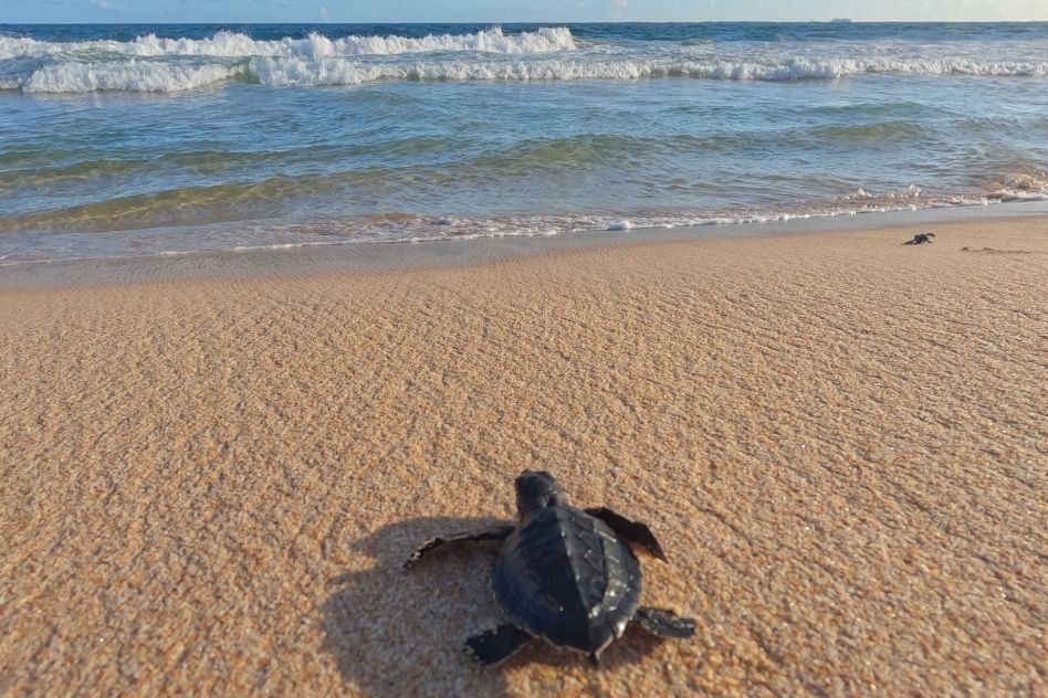Turtle hatcheries and turtle watching in Rekawa, Kalametiya Sri Lanka from Villa Tanderra