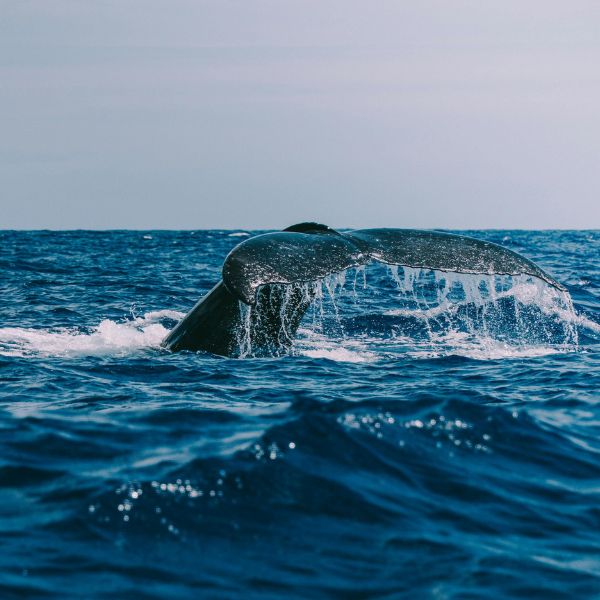 Do whale watching at Mirissa from Villa Tanderra Tanglle Sri Lanka