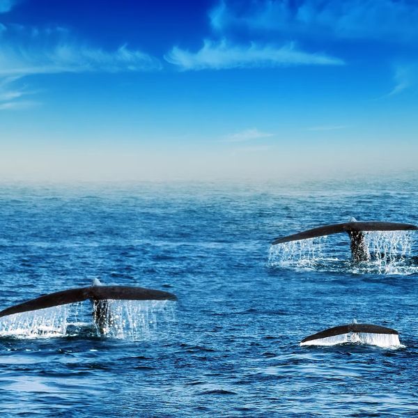 join with Wale watching journey during your stay at Villa Tanderra Tangalle Sri Lanka