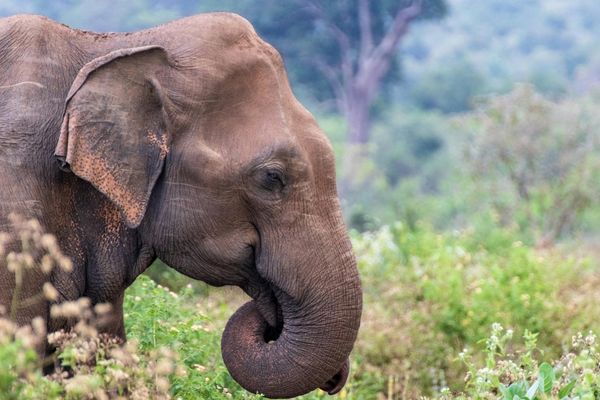 Elephant Safaris At Udawalawe from Villa Tanderra Tangalle Sri Lanka