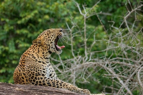 leopard Safaris to Yala National Park from Villa Tanderra Tangalle Sri Lanka